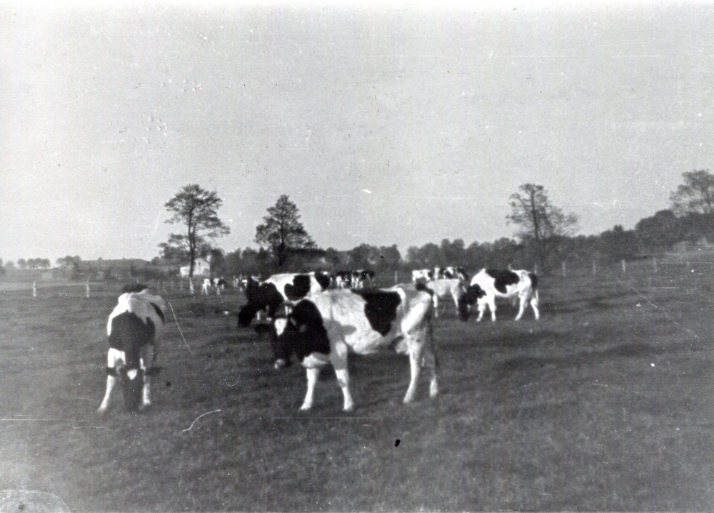 Kühe auf der Weide zwischen Gorau und Waldbeek