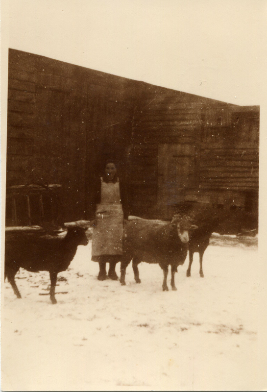 Frau Jeschke auf ihrem Hof mit Schafen